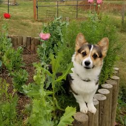 Bumble - Pembroke Welsh Corgi