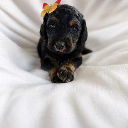 Noir - Phantom female Goldendoodle puppy in Glendale, Arizona from CocoLove Doodles