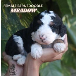 Meadow (Pink Collar) - Tri-color female Bernedoodle puppy in Palmetto Bay, Florida from SOMIDOODLES