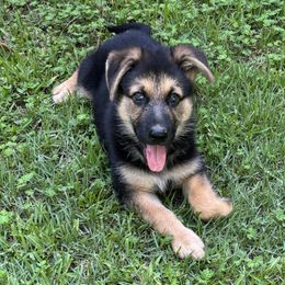 Yellow - Black and tan female German Shepherd puppy in Lake Charlse, Louisiana from Dettaalpha Kennels
