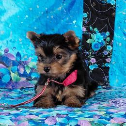 Reese - Blue and gold male Yorkshire Terrier puppy in Pinellas Park, Florida from Silversands Yorkshire Terriers