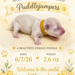Yellow - White female Poodle puppy in Walterboro, South Carolina from Puddlejumpers