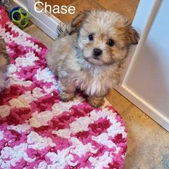 Chase - Red male Mi-Ki puppy in Toronto, Ohio from Shekinah’s Mi-Kis & Cricket Hill’s Westies
