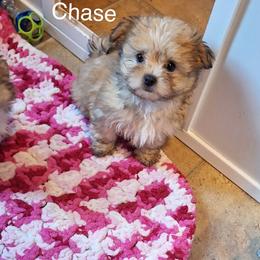 Chase - Red male Mi-Ki puppy in Toronto, Ohio from Shekinah’s Mi-Kis & Cricket Hill’s Westies