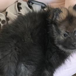 Pomeranians from Cauchy Pomeranians