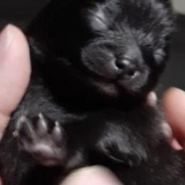 Morticia - Black female Pomeranian puppy in Jackson, New Jersey from Peapod Pomeranians