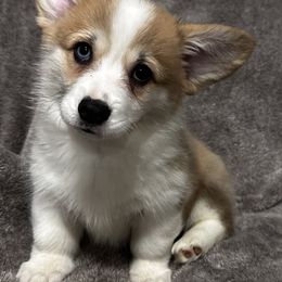 Pembroke Welsh Corgi Puppies from Brilliant Breeds