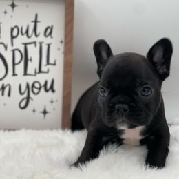 Boy 4 - French Bulldog puppy from Big Daddy Frenchies