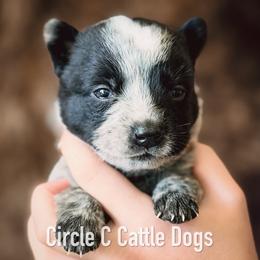 Boy 6 - Blue male Australian Cattle Dog puppy in Blackfoot, Idaho from Circle C Australian Cattle Dogs