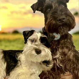 Scott - Miniature Schnauzer