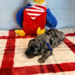 Cabo Verde - Merle male Goldendoodle puppy in Houston, Texas from Were The Mack'Doodles