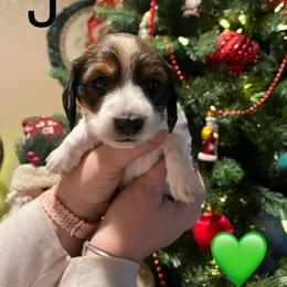 Dachshund Puppies from MJ Family Farm