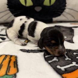 Delilah - Piebald female Dachshund puppy in Powell, Tennessee from Tall & Tiny TN k9s