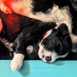Portuguese Water Dog Puppies from Hat Trick Caos PWDs