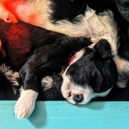 Portuguese Water Dog Puppies from Hat Trick Caos PWDs