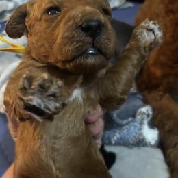Light Blue Collar Male - Chocolate male Goldendoodle puppy in Eunice, Louisiana from Maison De Pawz