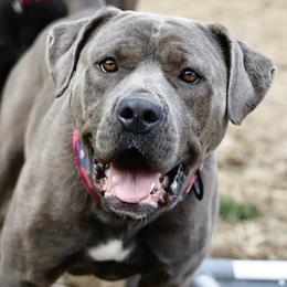 Berry - Gray brindle female Cane Corso puppy in Chestertown, Maryland from Willow Creek Cane Corsos