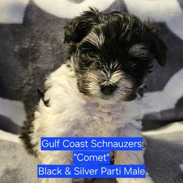 Comet - Parti male Miniature Schnauzer puppy in Mobile, Alabama from Gulf Coast Schnauzers
