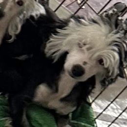 Bishop - Black white and tan male Chinese Crested puppy in Salt Lake City, Utah from Naked & Famous