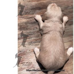 Dachshund Puppies from Dachs on the Farm