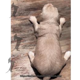 Dachshund Puppies from Dachs on the Farm