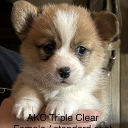 American Corgi and Pembroke Welsh Corgi Puppies from Linda Berkes
