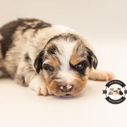 Blue Merle Male - Blue merle male Miniature American Shepherd puppy in Tonopah, Arizona from King's Miniature American Shepherds