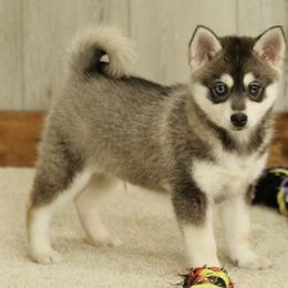 Wilson - Gray and white Pomsky puppy in Freedom, Indiana from Pine Haven Puppies