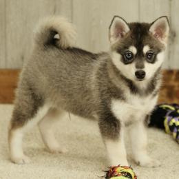 Wilson - Gray and white Pomsky puppy in Freedom, Indiana from Pine Haven Puppies