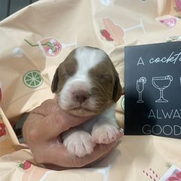Girl 4 - female Brittany puppy in Downers Grove, Illinois from Attitude Brittanys