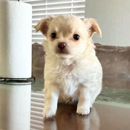 Finn - Cream male Chihuahua puppy in Las Vegas, Nevada from Lane’s Little Long Coats