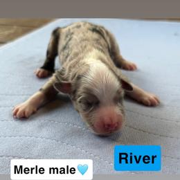 Miniature American Shepherd and Toy Australian Shepherd Puppies from Southern L Aussies