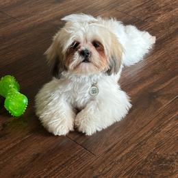Junjie - Shih Tzu