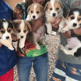 Pembroke Welsh Corgi Puppies from Rockin’ H Corgis