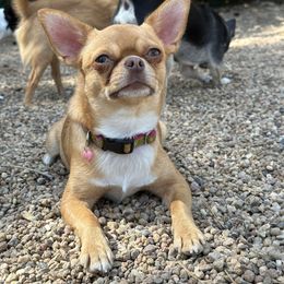 Bunny - Chihuahua