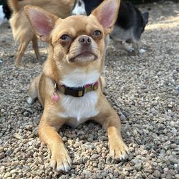 Bunny - Chihuahua