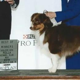 Miniature Australian Shepherds from Sally Doss' Miniature Australian Shepherds