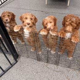 Labradoodle puppies from Shelly Lynn