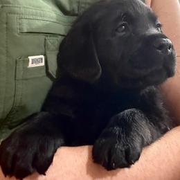 Miss Yellow - Black female Labrador Retriever puppy in Clinton, Tennessee from Summer Rose