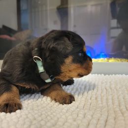 Girl 4 - Black and tan Rottweiler puppy in Miami, Florida from X Marmol House