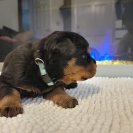 Girl 4 - Black and tan Rottweiler puppy in Miami, Florida from X Marmol House
