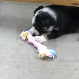 Border Collie Puppies from Burke BC’s