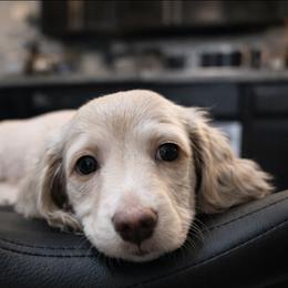 Cream Male - Pet Only - Limited AKC - Cream male Dachshund puppy in Nashville, Tennessee from Farmhouse Sausages - Located in TN delivers all over US