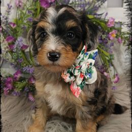 Pixy - Blue merle female Aussiedoodle puppy in Farley, Iowa from Iowa's Doodle Co.