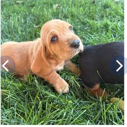 Girl 2 - Lemon and white female Basset Hound puppy in Panhandle, Texas from TNT Bassets