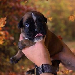 Kruger (boy) - Fawn male Boxer puppy in Red Boiling Springs, Tennessee from Silver Rain