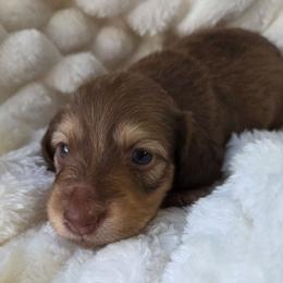 Flynn - Cream male Dachshund puppy in Yacolt, Washington from Cassiopeia Doxies