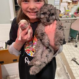 Cockapoo Puppies from Greenview Puppies