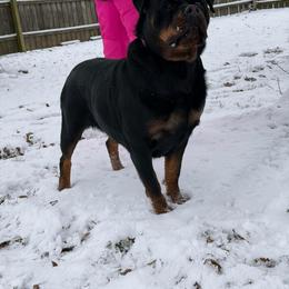 Princess timit tor - Black and mahogany female Rottweiler puppy in Lyons, Indiana from White River Rottweilers