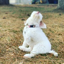 Australian Labradoodle Puppies from NorthStar Labradoodles, LLC.